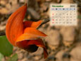 Calendar 2012 - November