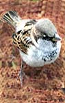 Sparrow (Chorai)
