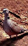 Dove (Ghughu)