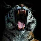 Royal Bengal Tiger