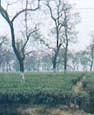 Siliguri