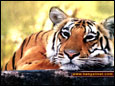 Bengali Tiger Wallpaper