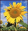  Bengali online Graphics - Summer Day