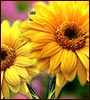  Bengali online Graphics - Thank You